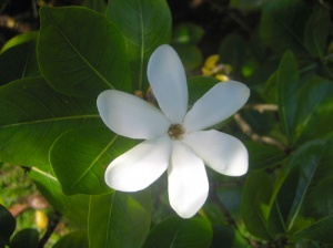 Fleur de Tiaré tahiti